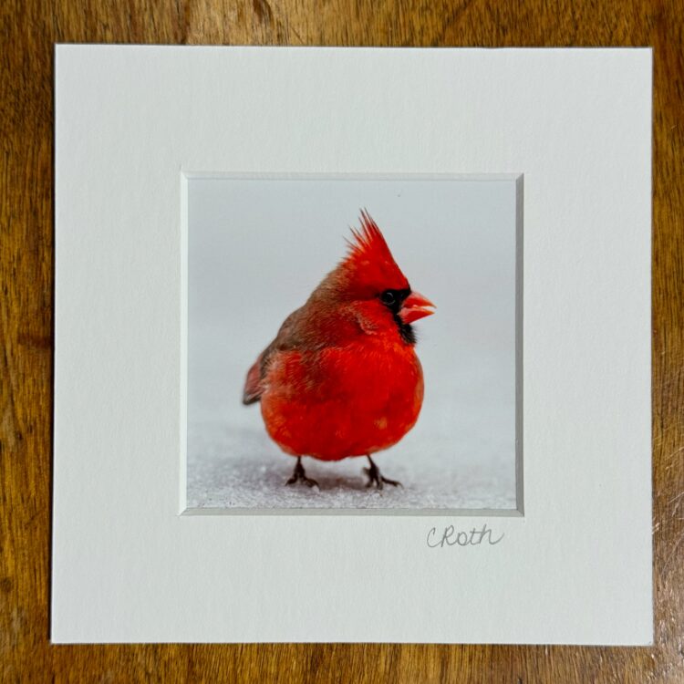 Chris Roth | Cardinal in the Snow