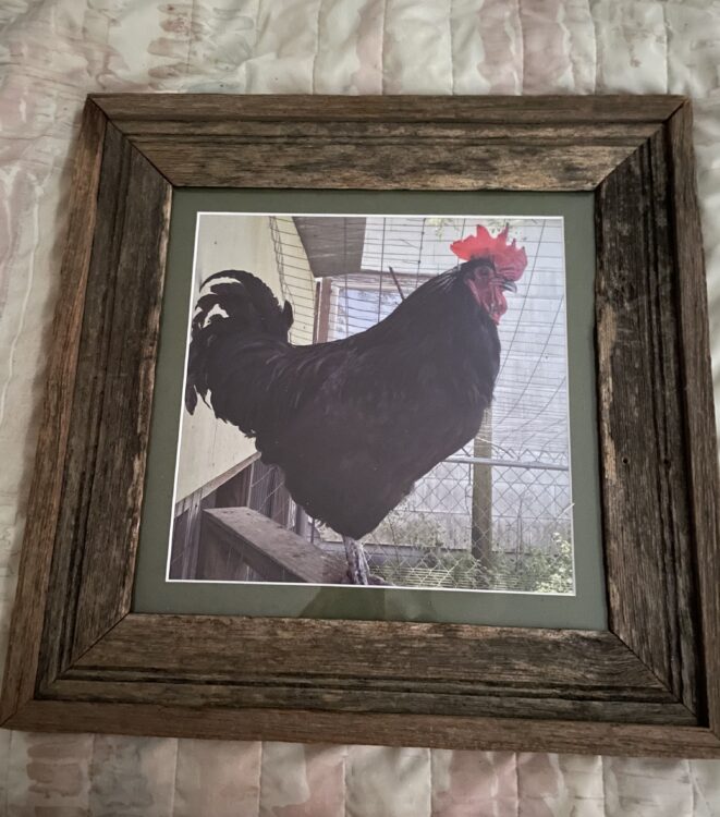 Margie Collins | Rooster in Old Barn Wood Frame