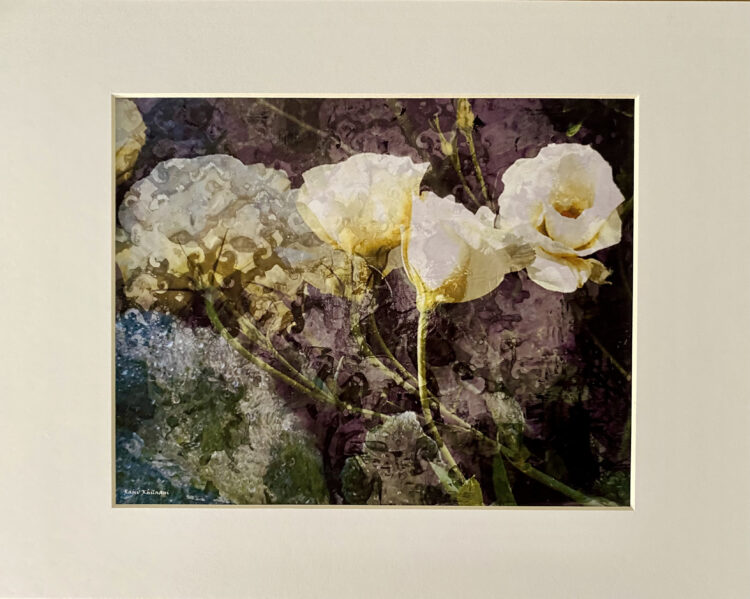 Rajiv Khilnani | Yellow Roses