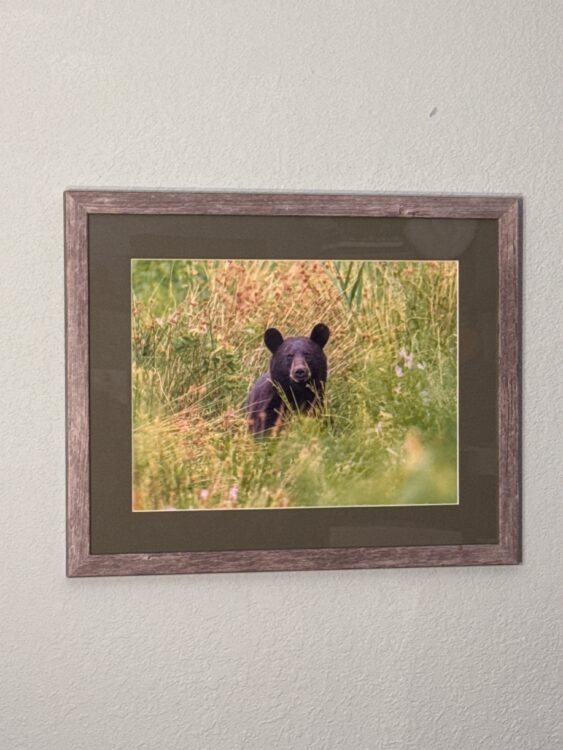 Tyler Dunmire | American Black Bear